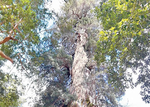 5484歲智利柏  或成世上最老古樹