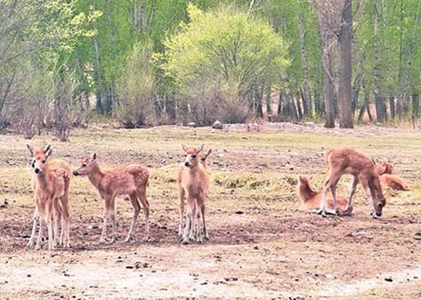麋鹿是中國國家一級重點保護動物。