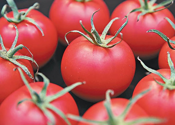 基因改造番茄  助攝維他命D