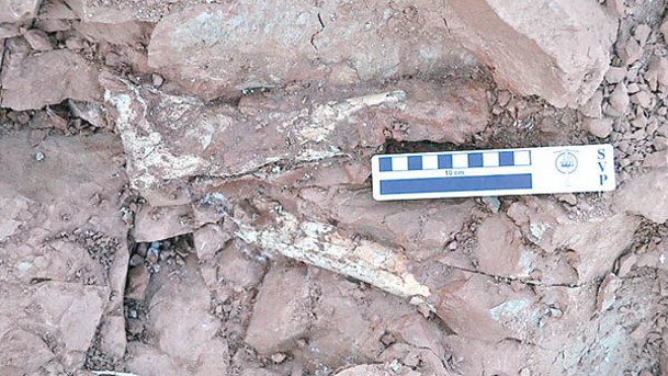 阿根廷早前出土死亡之龍化石。