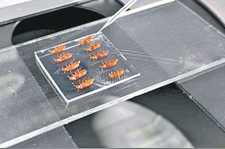 研究人員以新技術為成年雌性蟑螂注射藥劑。