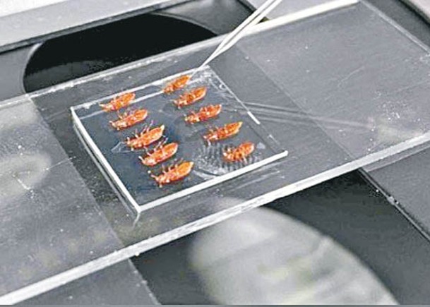 研究人員以新技術為成年雌性蟑螂注射藥劑。