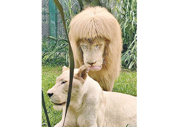 雄獅的「齊蔭」髮型逗笑網民。