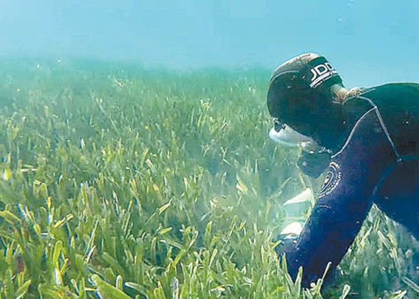 研究人員採集海草樣本。