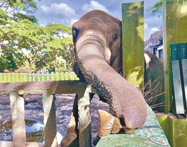 大象品嘗糉子。