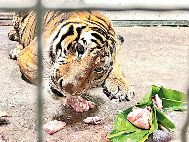 台灣的壽山動物園為孟加拉虎提供肉糉應節。