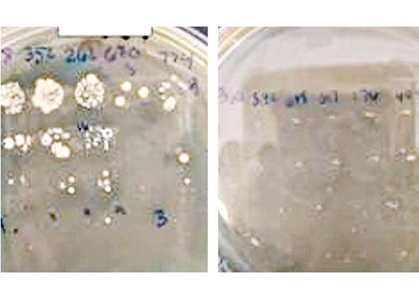 研究證服用抗生素令人體的腸道細菌（左圖）大幅減少（右圖）。
