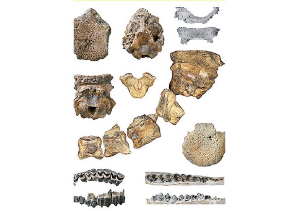 圖為新疆出土的獬豸盤角鹿化石標本。
