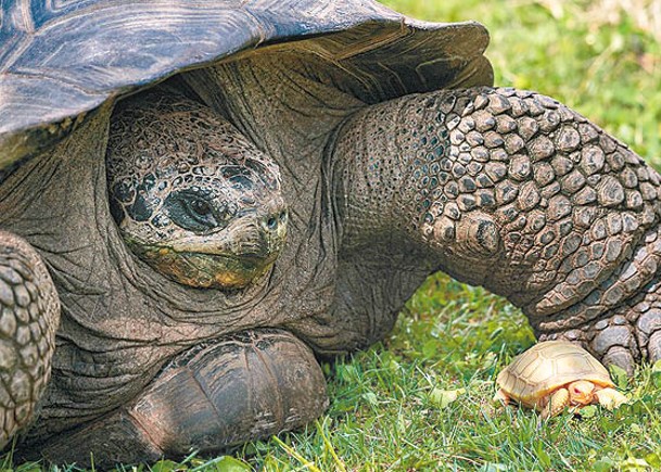 白化病瀕危象龜  瑞士動物園會客