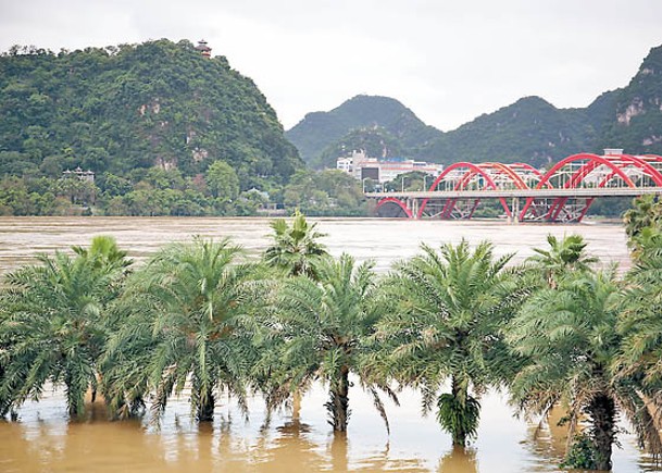 柳州沿江景觀樹被洪水淹沒。（中新社圖片）