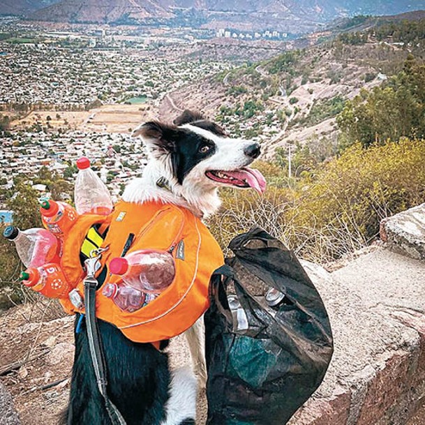 5歲半邊境牧羊犬薩姆動力十足。