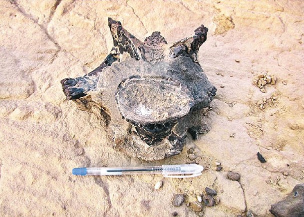 椎骨化石出土自撒哈拉沙漠。