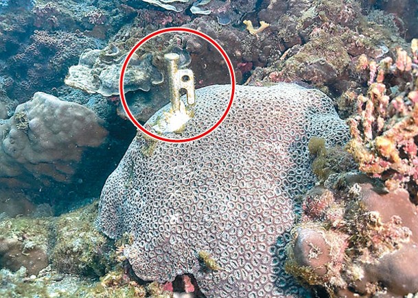 營釘插珊瑚礁  台海保署認責