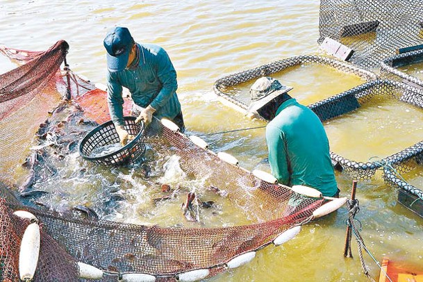 台灣推出措施協助石斑魚養殖戶渡過難關。