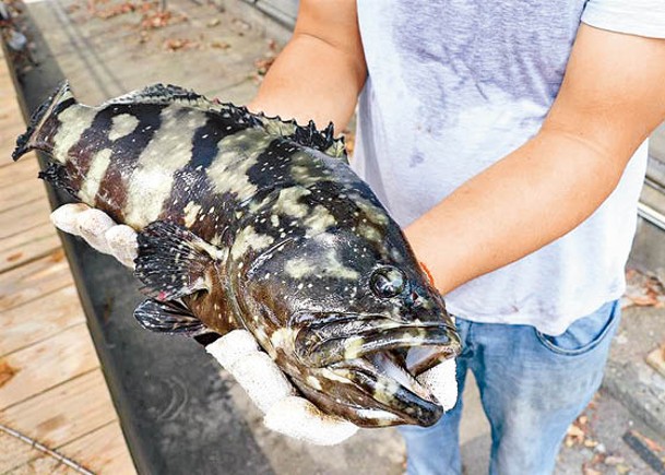大陸宣布禁進口台石斑魚。（中時電子報圖片）