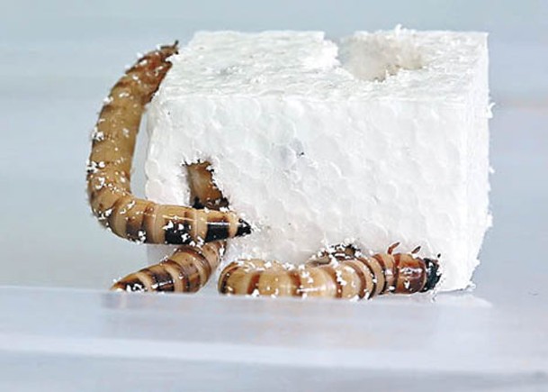 超級麵包蟲幼蟲進食發泡膠。