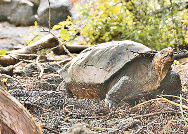 被指滅絕百年  厄瓜多爾巨龜重現