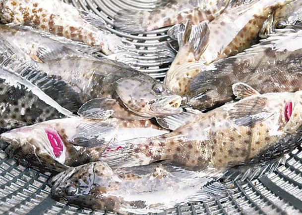 大陸禁止進口台灣石斑魚。