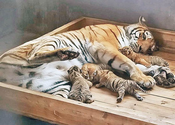 虎寶寶在母親懷中。