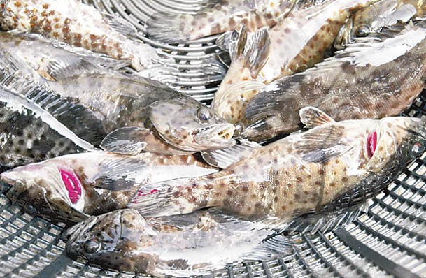 石斑魚早前被陸方指含禁用藥。