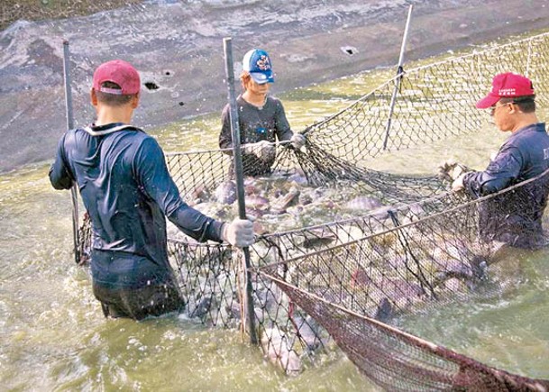 台灣一個漁類生產合作社逐批檢驗水產。（中時電子報圖片）