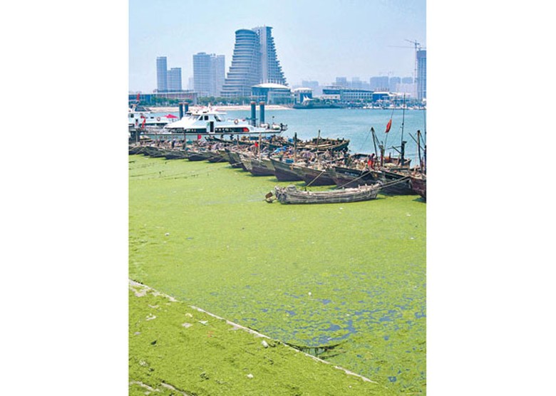 青島市近岸海域近日出現大型藻類主體。（Getty Images圖片）