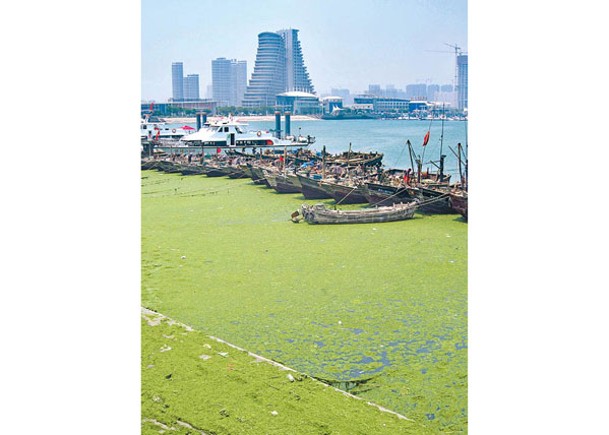 青島市近岸海域近日出現大型藻類主體。（Getty Images圖片）