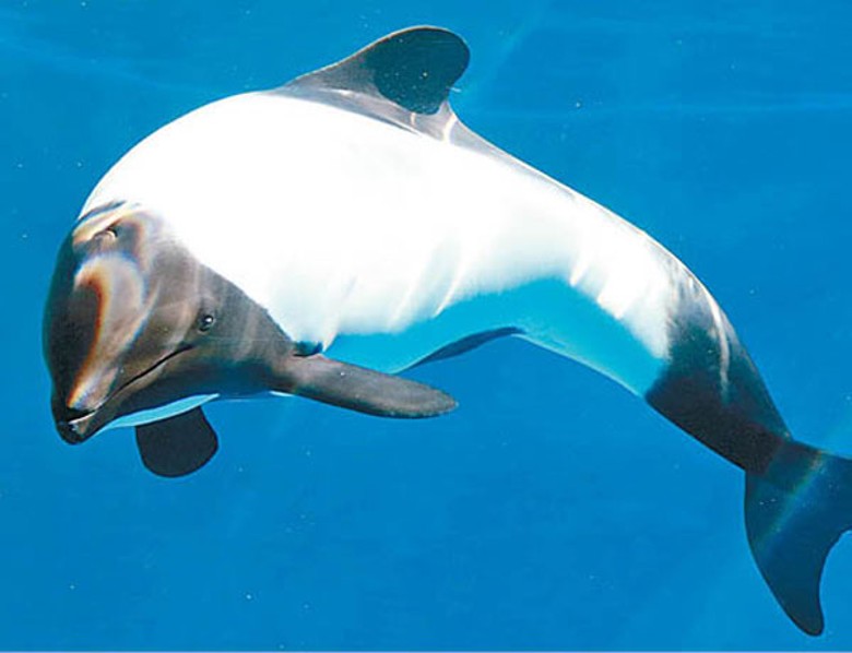 海豚薩拉有望成為高齡媽媽。