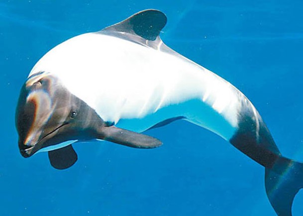 花斑喙頭海豚拍拖  高齡懷孕有望