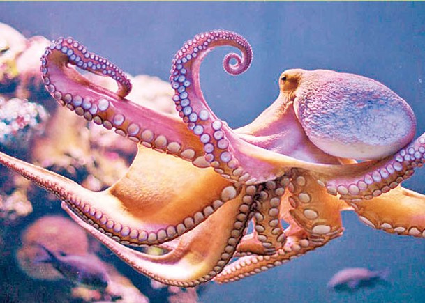 章魚腦基因似人類  或解智商之謎