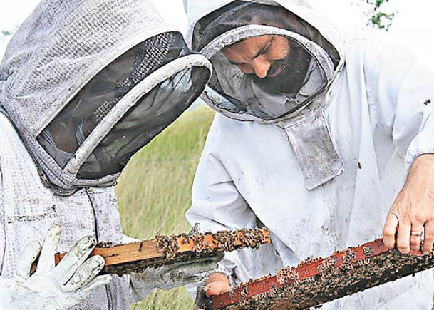 坎農夫婦培育蜜蜂多年。