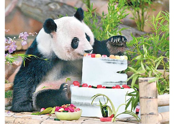 南寧雙胞胎大熊貓  食冰蛋糕賀壽