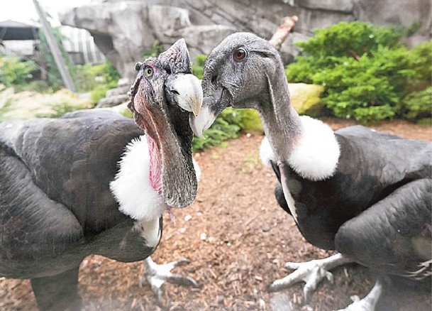 鳥兒的父母同住在國家鳥舍。