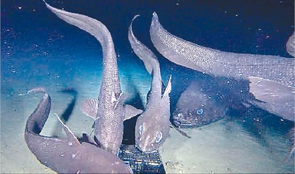 海底攝影機拍下橫綱沙甸魚。