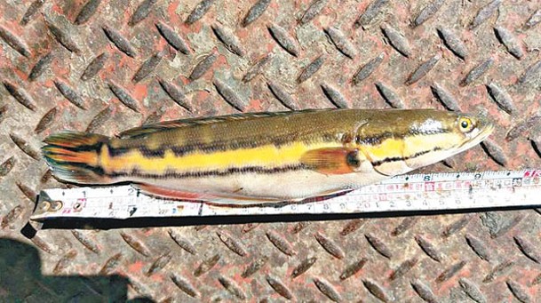 魚虎魚是鱧科魚類之中最兇殘種類。（中時電子報圖片）