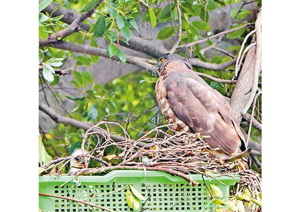 鳳頭蒼鷹一家在新鳥巢上生活。