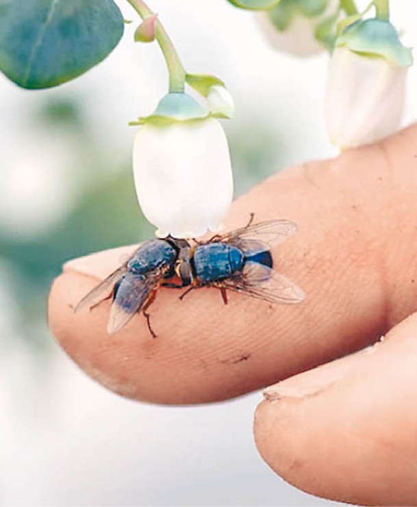 蒼蠅或可以幫助傳播花粉。