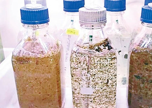 研究人員用培養液培植出海藻。