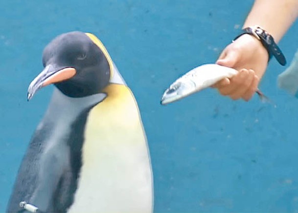 企鵝嫌棄平價魚。（電視畫面）