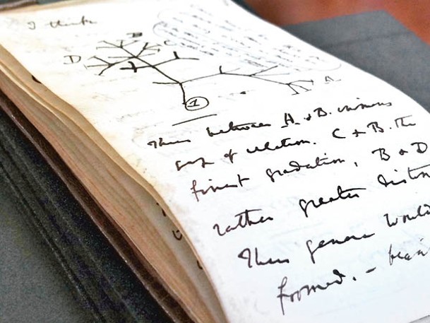 達爾文的手稿繪有生命之樹。
