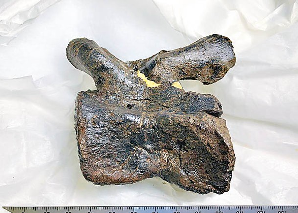 尾骨化石在德島縣勝浦町出土。