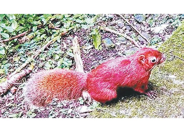 赤腹松鼠全身毛髮呈現紅色。