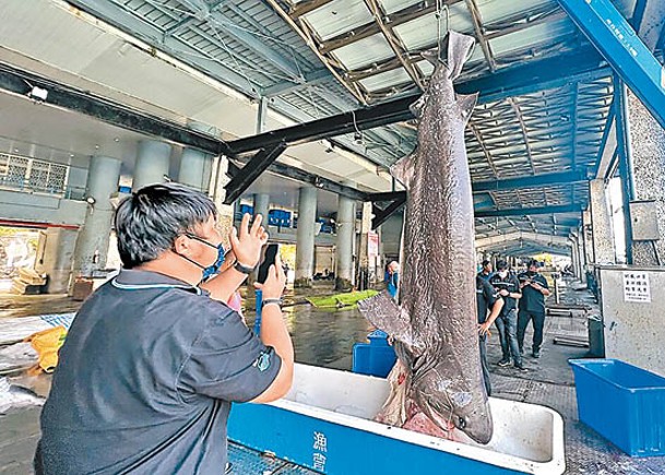 台東漁民捕獲灰六鰓鯊。（中時電子報圖片）