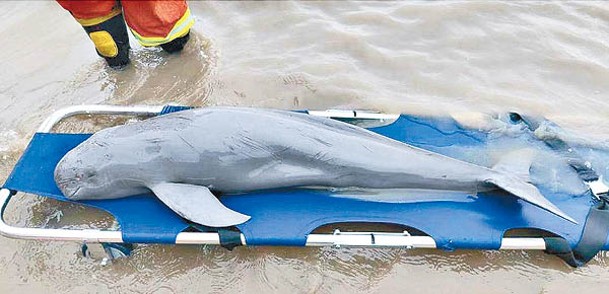 東亞江豚在連雲港市一處石灘擱淺。