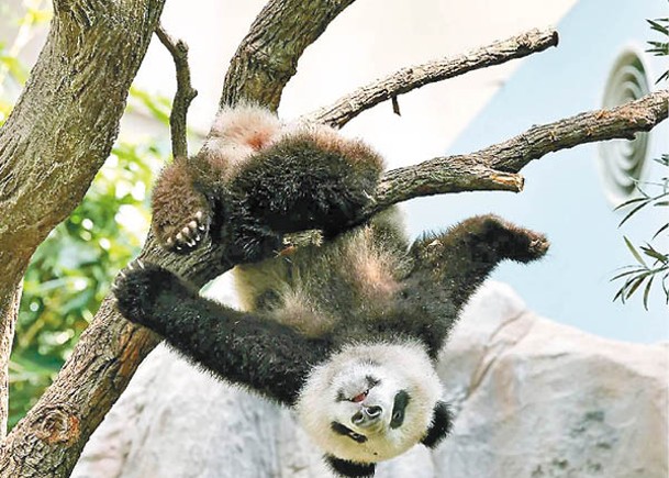 大熊貓叻叻精力充沛。