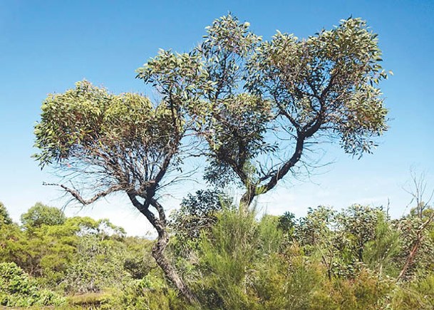 新品種桉樹只在悉尼郊區出現。