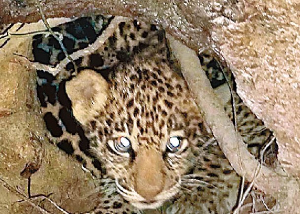 豹寶寶在國家公園內出生。