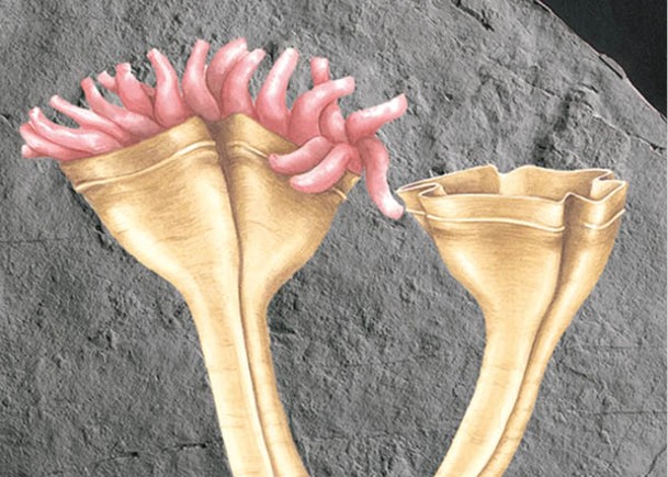5.6億年水母祖先化石  推前獵食者演化