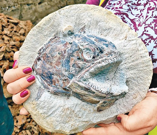厚莖魚魚頭化石完整。