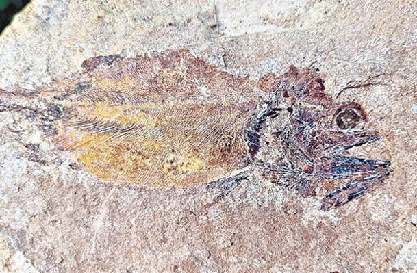 魚類化石的輪廓清晰可見。